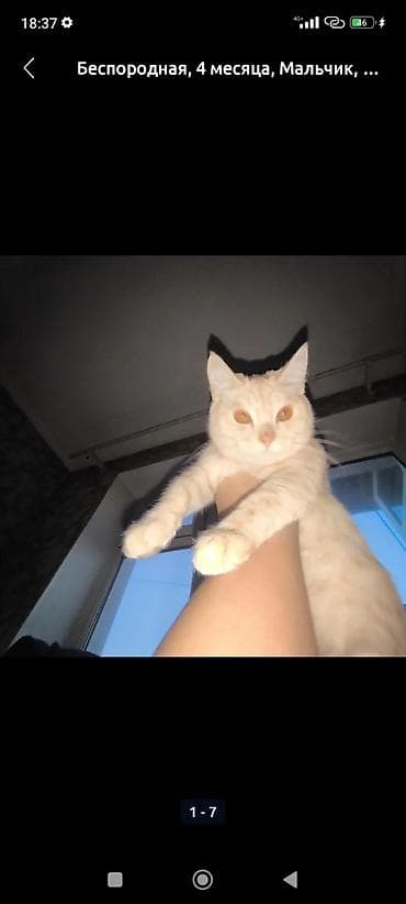 кдц корм: 4 месяца, Мальчик, Приучена к лотку — 3