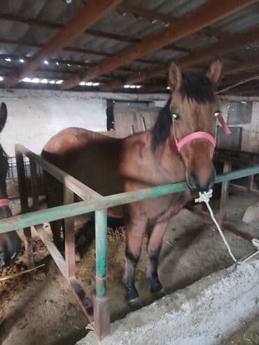 куры доминанты: Продаю | Кобыла (самка) | Для разведения — 1