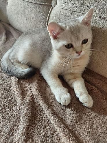 ориентальная кошка цена: 🐾 Британский котёнок, мальчик. Светлый окрас, большие выразительные — 1