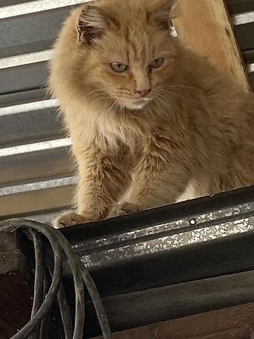 бурманская кошка бишкек: Девочка — 2