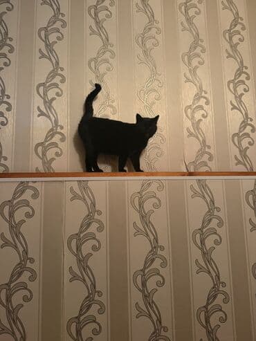 отдам машину в хорошие руки бесплатно: Отдаем кошку бесплатно, она умная и добрая. Нет имя — 1