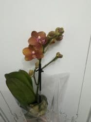 сколько стоят гипсофилы: Орхидеи сортовые в наличии.Цена от 800c-1600с.Бишкек — 8