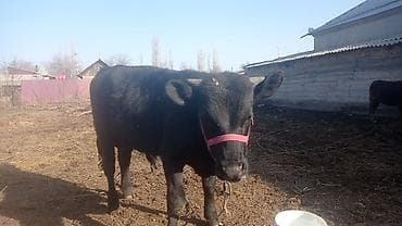 Продаю | Бык (самец) | На откорм | Привязанные