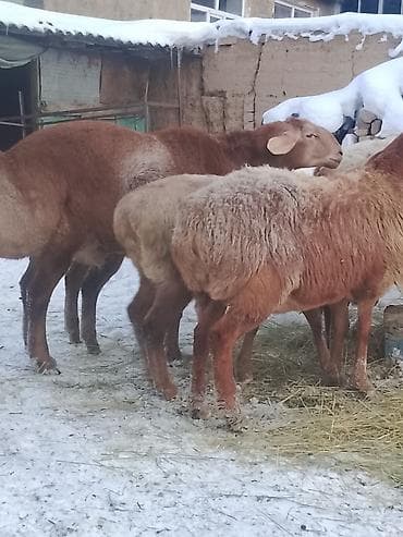 үй жаныбарлары: Сатам | Кочкор (эркек) | Арашан | Көбөйтүү үчүн | Жасалма жол менен боозутуу — 7