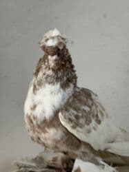 как бросить курить: Продам голуби — 5