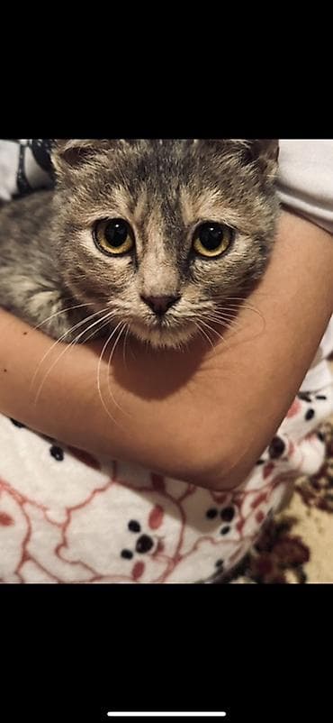 4 месяца, Девочка, С прививками, Приучена к лотку