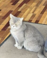 новорожденные котята: Отдам котят даром 🥺 все малыши ласковые и игривые, приручены к лотку — 2