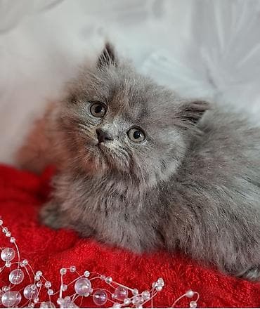 cat litter: Скотиш Страйт (Шотландская прямоухая), 2 месяца, Мальчик, Голубой, Приучена к лотку, Проглистована — 3