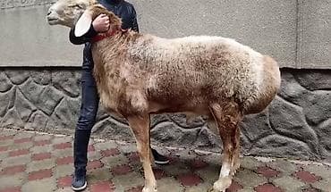Айыл-чарба жаныбарлары: Сатам | Кочкор (эркек) | Эдильбай | Көбөйтүү үчүн | Жасалма жол менен боозутуу — 1