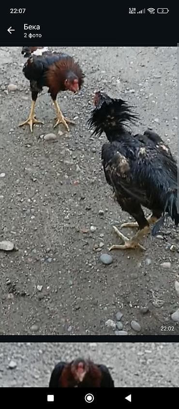 белый леггорн: Продаю | Петух | Бойцовая | Для разведения — 2