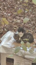 охотничий собак: Мышык бекер берилет: Породасыз, 4 айлык, Эркек — 1