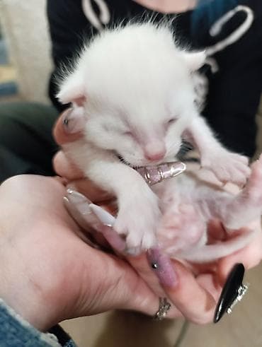 Белоснежных котёнка с короткой мягкой шерстью. Окрас однотонный белый