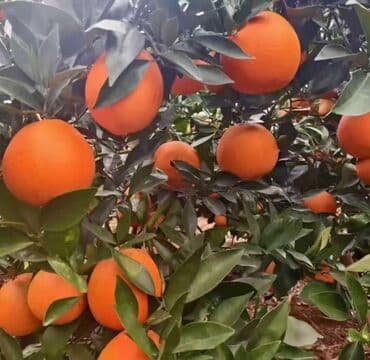 сколько стоит букет из мандаринов: Мандариндер Дүңүнөн, Өзү алып кетүү — 2