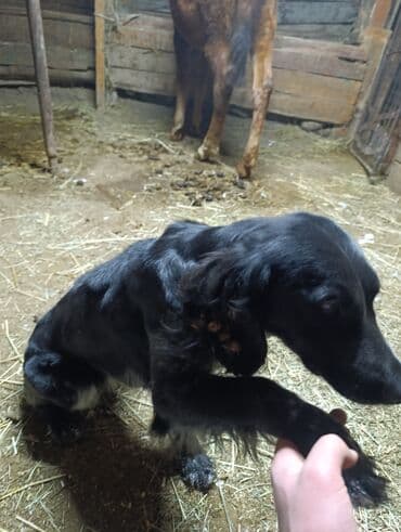 отдам даром собаку в хорошие руки: Собака даром: Кокер-спаниель, 1 год, Самка, С прививкой — 4