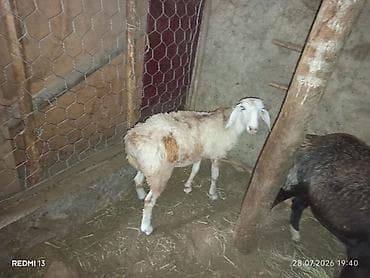 продам кента: Продаю | Овца (самка) | Для разведения | Ярка — 3