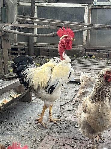 Продаю голошеек, куры несутся, 3 курицы и один петух