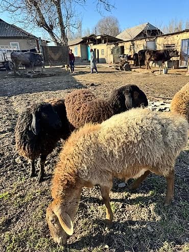 собака офчарка: Продаю | Овца (самка) | Для разведения — 4