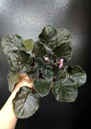 Фиалки и глоксинии: Продаю взрослые фиалки 🌺🌺🌺.Цена 300-350-400.Нахожусь в районе Тоголок — 6