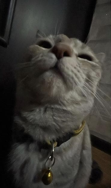 Кошки: ВСЕМ МЯУ, ГОСПОДА! На связи многодетная мать четырёх рыжих — 4