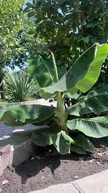 семена многолетних цветов бишкек: Банановое растение (банановая пальма )шикарно растет в открытом грунте — 2