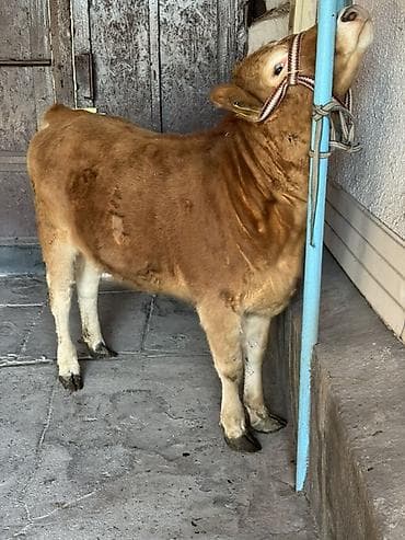 Зоотовары: Продаю | Тёлка, Музоо, торпок | На откорм | Привязанные — 2