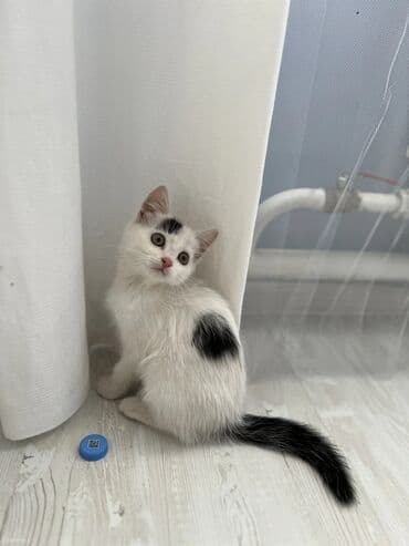 домашний кошка: Черно-белый котёнок с короткой шерстью и голубыми глазами. Окрас — 3