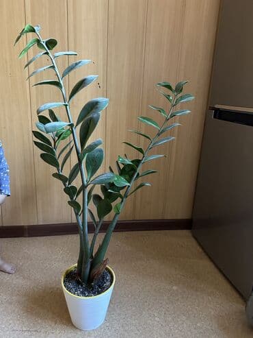 где купить саженцы клубники: Фикус большой 
1000 сом
Есть долларовое дерево 3шт, каждый по 500 сом — 3