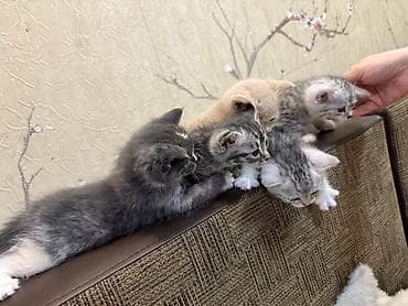 Отдам даром кошку: 1 месяц, Девочка — 4