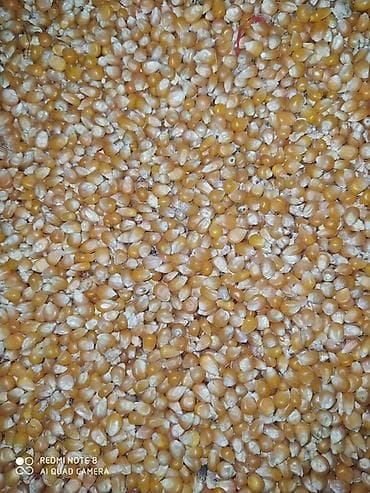 сахао: Кукуруза для попкорна (зерно) - Специальный сорт кукурузы для — 2