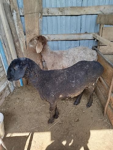 декоративная рыба: Продаю | Овца (самка) | Для разведения | Матка — 1