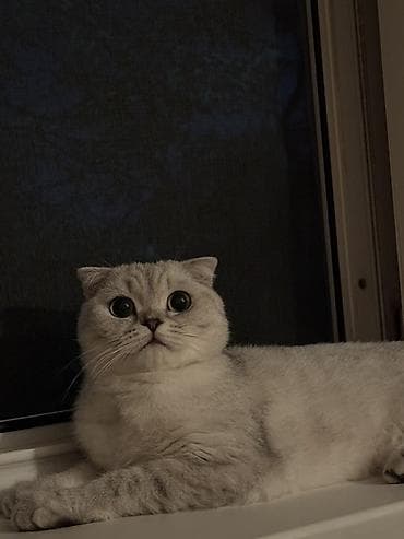 Продажа кошек: Скотиш Фолд (Шотландская вислоухая), 3 года, Мальчик, Приучена к лотку, Кастрирована, С документами — 1