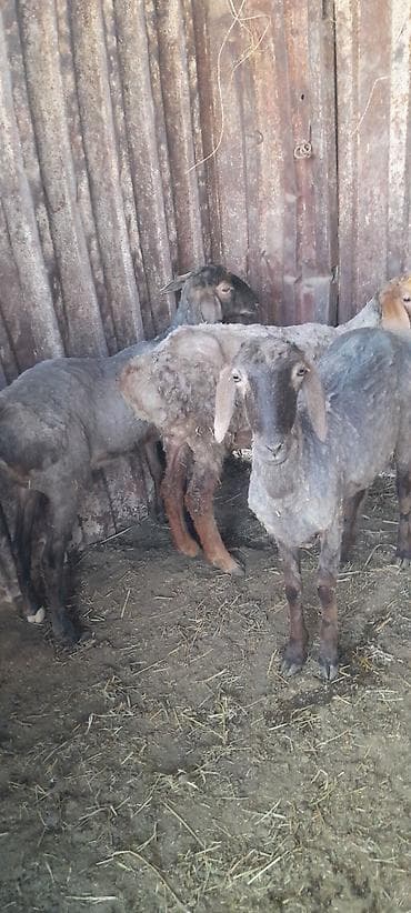 голуби птицы животный: Продаю | Овца (самка) | Для разведения | Племенные — 2