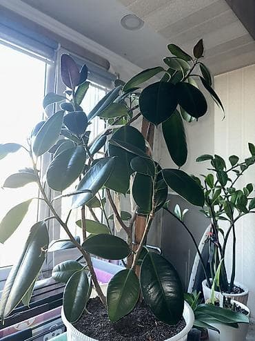 аглаонемы: Фикус в огромном горшке 4000 сом Замиокулькас 3000 сом Аглаонема в — 3