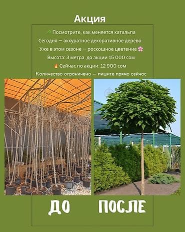 пляжные зонтики: Саженцы — 1