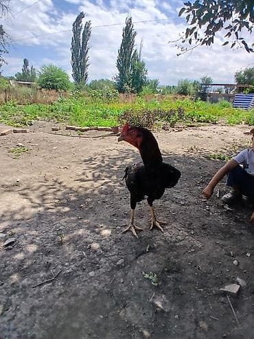 С/х животные и товары: Продаю | Петух | Бойцовая | Для разведения — 1