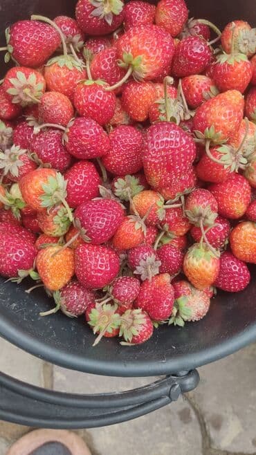 купить клубнику оптом: Кулпунай — 1