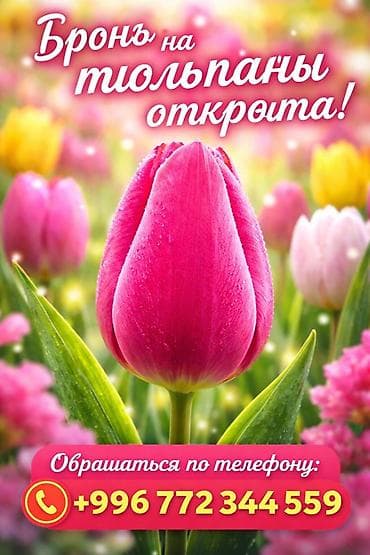 Тюльпаны — предварительное бронирование открыто! - Яркие