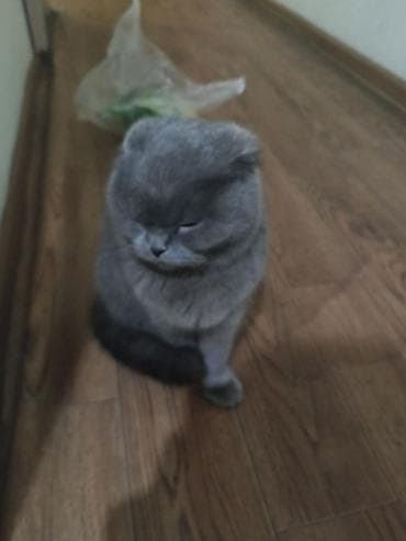 шотландская лиловая кошка: Шотландская кошка (скоттиш-фолд), окрас: сплошной серый (blue) — 3