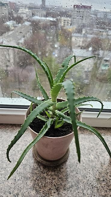 Алоэ: Целебный алоэ в хорошем грунте с дренажом. Домашние суккуленты с — 5