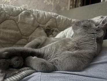 шотландский кот: Шотландская вислоухая кошка, окрас: сплошной серый (blue). Короткая — 4