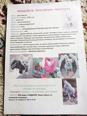Продажа собак: Миниатюрный щенок-компаньон (порода карликового типа). Белый окрас — 7