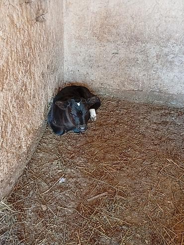 яйцо брамо: Продаю | Корова (самка) | Полукровка | Для разведения | После отела — 1