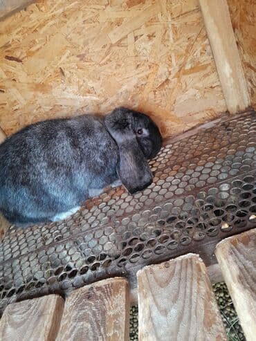 Продаю | Кролик самец | Французский баран | Для разведения