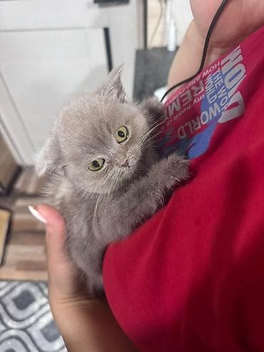 котенок манчкин: Шотландский котёнок, окраса лиловый (ровный холодный серо‑бежевый — 3