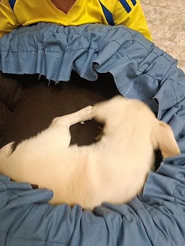 хаски бишкек купить: 2 месяца, Самец, С прививкой — 6