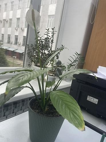 4 pot: Спатифиллум (Spathiphyllum), комнатное растение в горшке. - Эффектные — 1