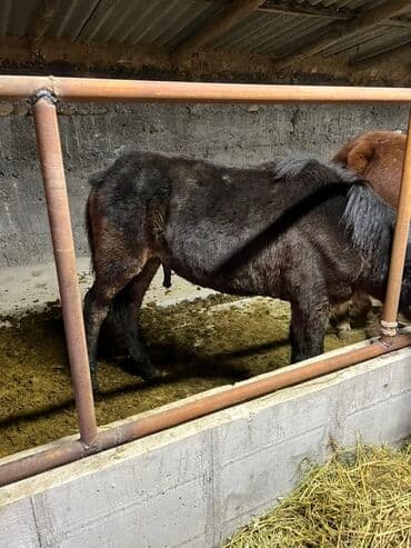сельскохозяйственные животные продажа: Продаю | Жеребенок | Для разведения — 3