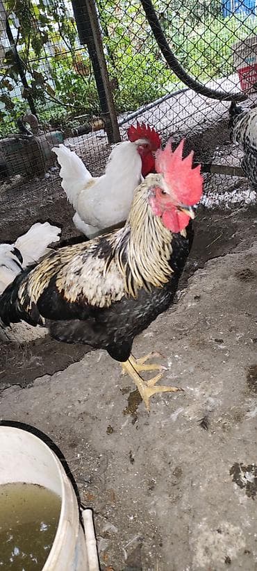 продам суточных цыплят: В продаже петушки мясо-яичной породы. Возраст 5 месяцев. Цена: 1500 — 7