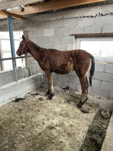 шотландская вислоухая кошка цена бишкек: Продаю | Жеребенок | Для разведения — 1