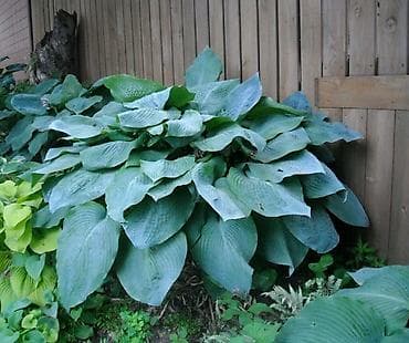 георгины цена: Фото1-3 Сирень махровая на срез для букетов, с потрясающим ароматом — 7